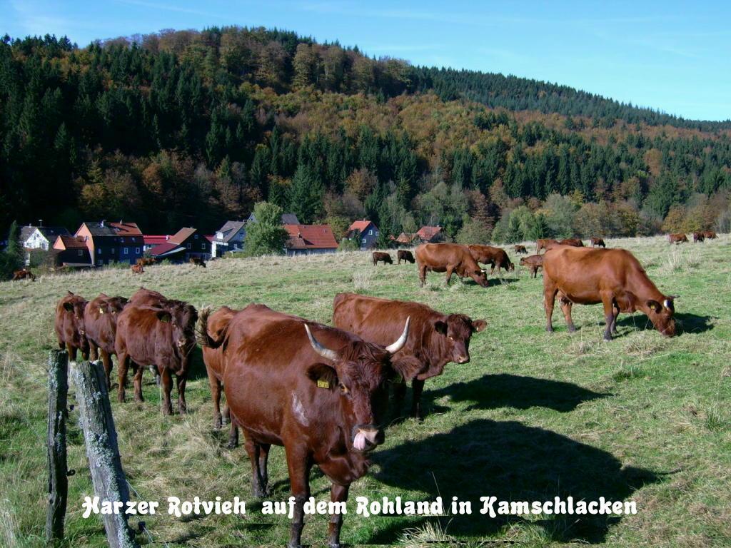 Kamschlacken Gaestehaus Buendge מראה חיצוני תמונה